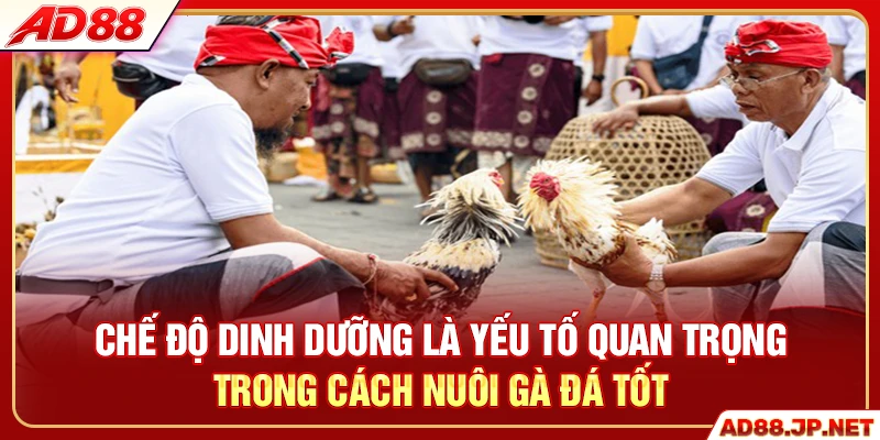 Chế độ dinh dưỡng là yếu tố quan trọng trong cách nuôi gà đá tốt
